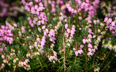 Erica Alice (heath, heather) flower close up. Spring floral background. selective focus