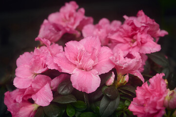Beautiful pink azalea flowers close up. spring floral background.