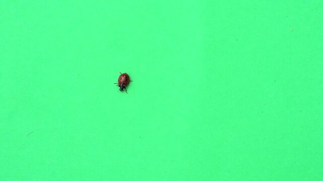 ladybug moving on green screen slow motion