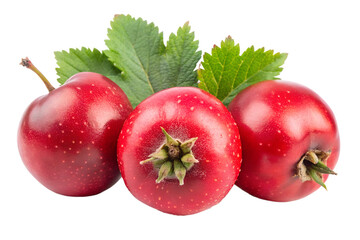 three hawthorn on royalty free isolated on transparent background png