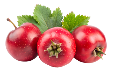 three hawthorn on royalty free isolated on transparent background png