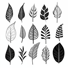 The set of silhouettes of tropical leaves, front view, badge, simple black and white sketch isolated on a white background, picture for printing on a T-shirt, background, signboard, without people