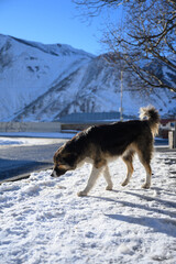 Dog walking in the snow