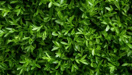 Verdant lush green boxwood foliage texture close up shot for use as background