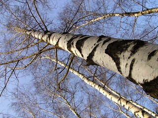 crowns of birch trees without leaves against the blue sky
