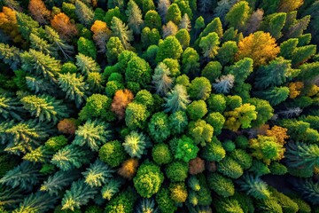 Fototapeta premium Aerial Photography of Wood Backgrounds, Stunning Forest Scenery, High-Resolution AI Image