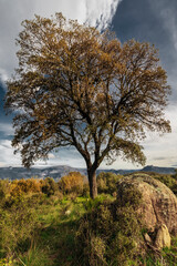 Holm oaks at Fig Hills in Pelahustan.