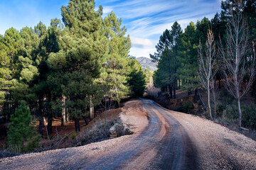 Camino entre los pinos de la Sierra de La Puebla