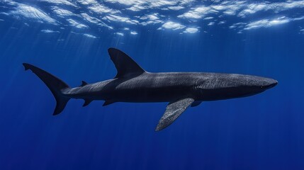 Obraz premium A black shark swimming through the deep blue ocean, with sunlight filtering through the water. The shark is gliding gracefully, its fins cutting through the waves.
