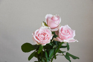 ピンクの薔薇
