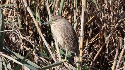 common kwa-kwa in the thickets.