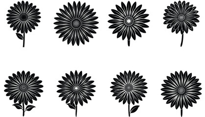 African Daisy flower silhouette isolated on a white background
