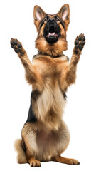 PNG Happy German Shepherd standing on hind legs mammal animal pet.