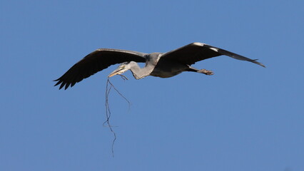 grey heron in flight