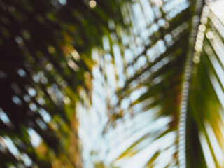 Obraz premium Blurred trees for environmental or summer backgrounds 