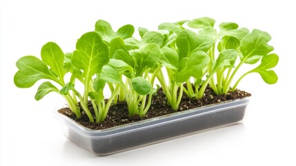 Fresh Green Lettuce Growing In Soil Isolated On White. Generative AI