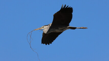 Grey heron in flight.