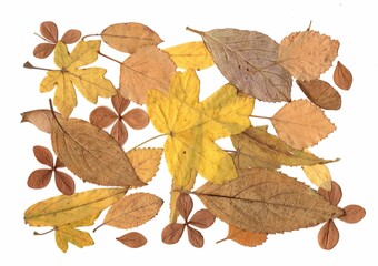 Pressed autumn leaves isolated on a white background.