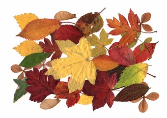 Pressed autumn leaves isolated on a white background.