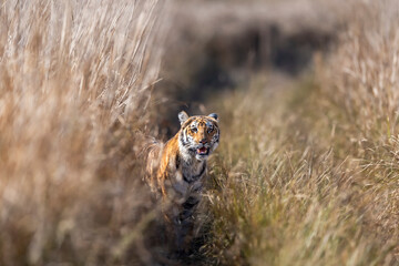 curious wild male bengal tiger or panthera tigris cub out from grassland with eye contact watching...
