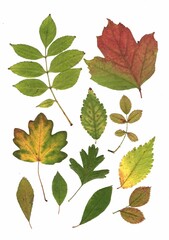 Pressed autumn leaves isolated on a white background.