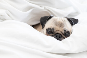 Adorable Pug Enjoying Under a Cozy White Blanket on the Bed