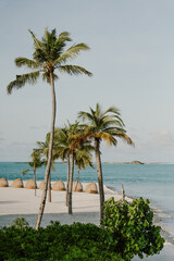 A tropical beach with tall palm trees white sand and a blue ocean. A serene paradise perfect for vacations relaxation and luxury travel. A coastal scenery with a resort atmosphere in the Maldives