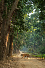 wild bengal male tiger or panthera tigris prowl side profile in natural green scenic background...