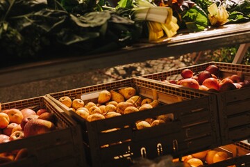 Fresh vegetables at small local urban market. Organic produce on sale at outdoor farmer market. Selling fresh crops and veggies harvest. European urban setting. Close up. Part of the series.