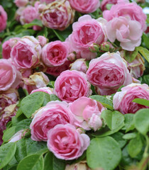 Relaxing and romantic cottage garden scene showing masses of beautiful english pink climbing roses in summer sunshine.	