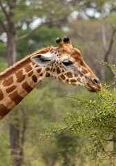 Obraz premium Graceful Grazer