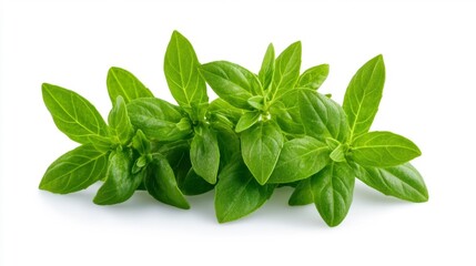 Obraz premium Fresh Green Oregano Leaves Isolated on White Background. Generative AI
