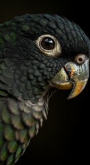 Fototapeta premium The Gaze of a Parrot