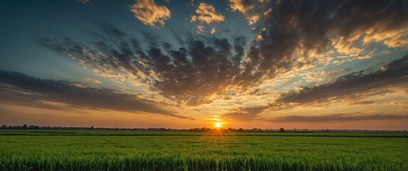 Countryside sunset with vibrant clouds over green rice fields landscape and clear sky with copy space for text