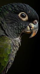 The Gaze of a Parrot