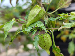 Ciplukan fruit plants after the rain.