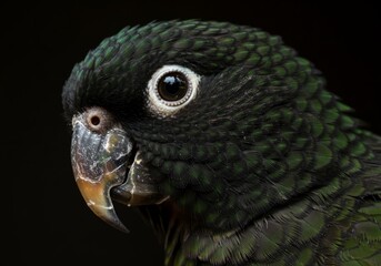 Obraz premium The Gaze of a Parrot