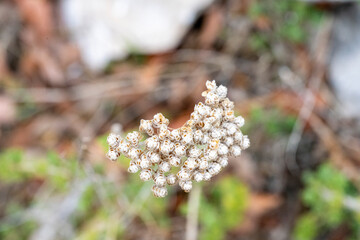 Yarrow common, flowers of a medicinal plant. Raw materials for the medical industry.Stiff Cassinnia plant in flower