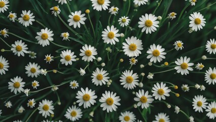 Top-down view of a field of white daisies with yellow centers surrounded by green grass Copy Space © NFTNexus