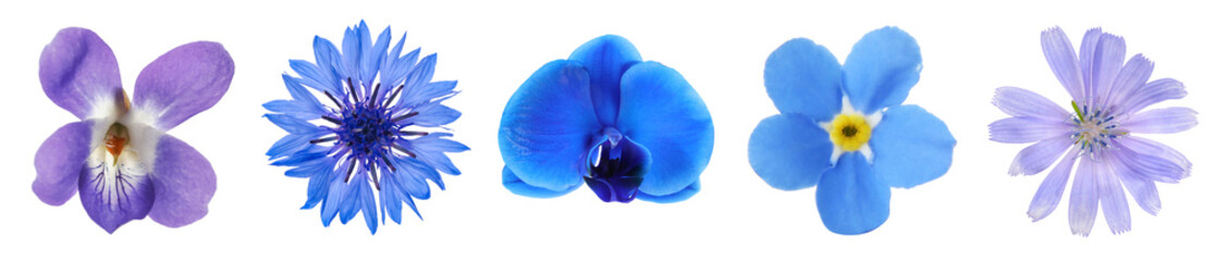Different beautiful flowers in blue shades isolated on white, set