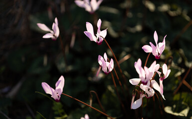 pink cyclamens in the forest