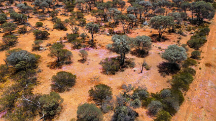The Australian outback and it´s vegetation in the dry season, seen from above
