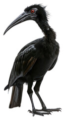 Fototapeta premium PNG Elegant black bird with red eyes