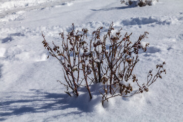 A small rose bush in winter, covered with snow. The snow is white, and the bush is brown.