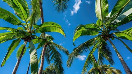 Fototapeta premium Tropical palm trees against a bright blue sky with fluffy clouds and sunlight creating vibrant foliage colors Copy Space