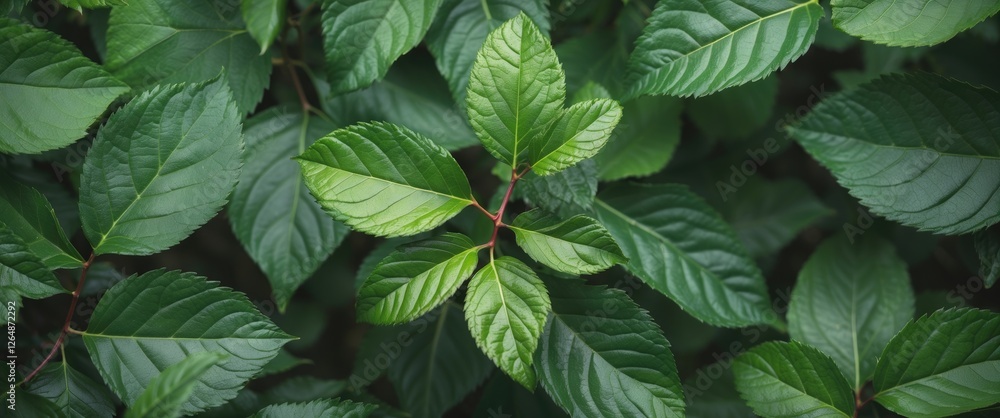 Aufkleber green leaves texture with varying shades and shapes in a dense natural background suitable for desig