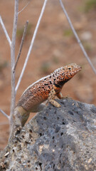 Vertical image of Close up of a colorful yellow and red lava lizard poised on a rock.  Background blurred or out of focus.