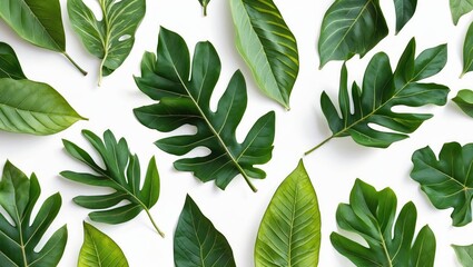 Assorted tropical green leaves on a white background with ample Copy Space for text placement.
