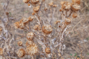 dry burdock seeds in nature