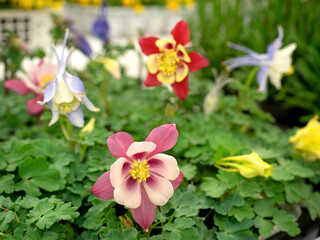 オダマキの花苗